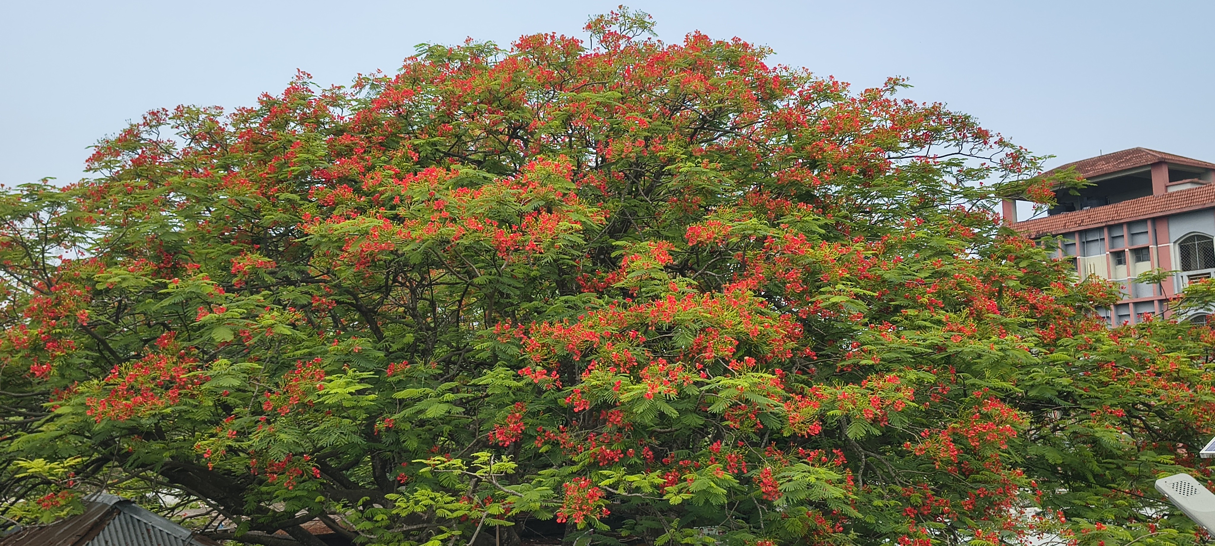 প্রকৃতিতে মুগ্ধতা ছড়াচ্ছে কৃষ্ণচূড়া ফুল